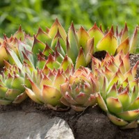 Common Houseleek